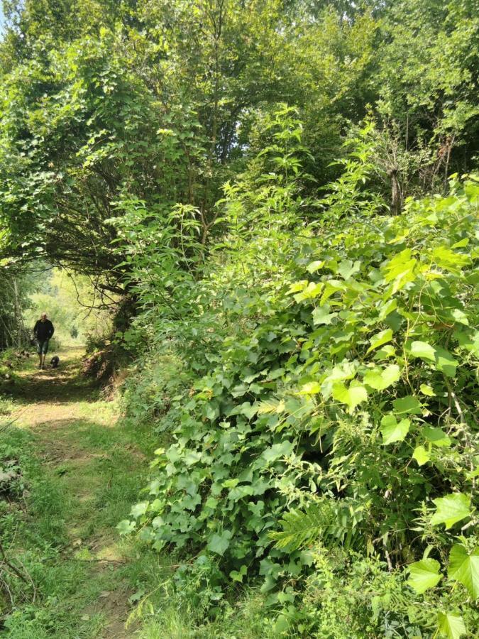 Grande Tente Tipi En Pleine Foret Burzet Luaran gambar