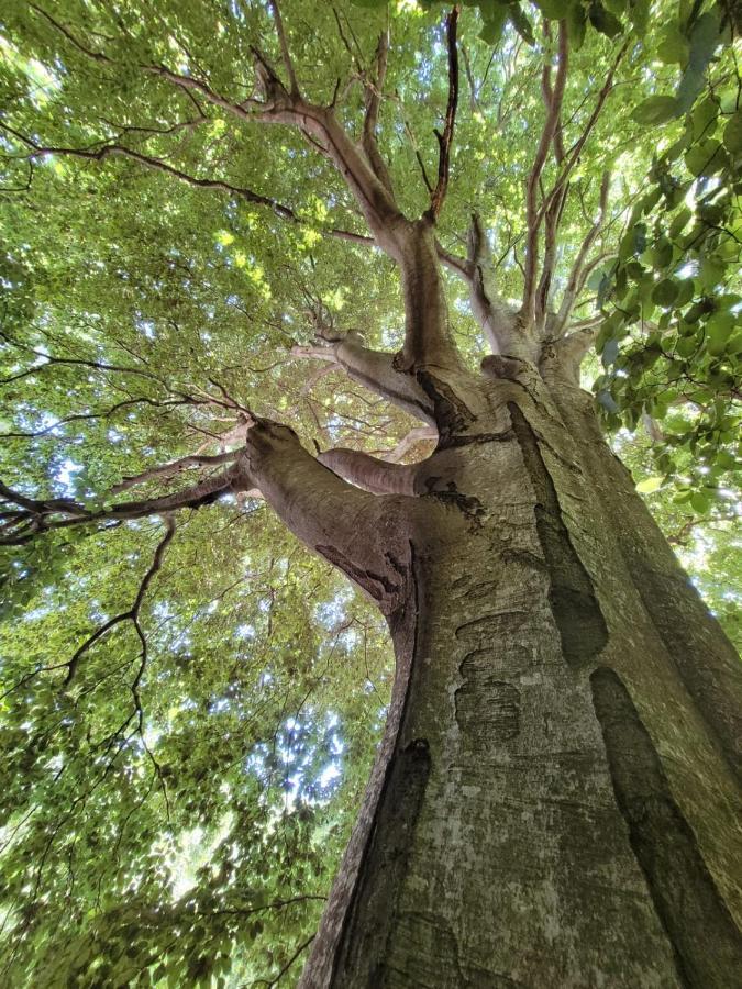 Grande Tente Tipi En Pleine Foret Burzet Luaran gambar